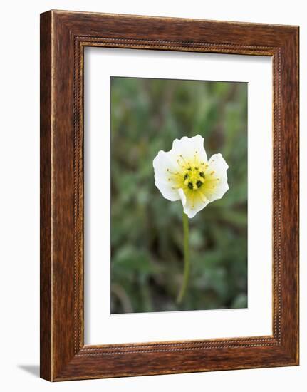 Svalbard, Spitsbergen, Longyearbyen. Svalbard poppies are found everywhere in town.-Ellen Goff-Framed Photographic Print