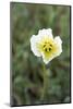 Svalbard, Spitsbergen, Longyearbyen. Svalbard poppies are found everywhere in town.-Ellen Goff-Mounted Photographic Print