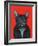 Svarc the Dog I, 2002-Tamas Galambos-Framed Giclee Print