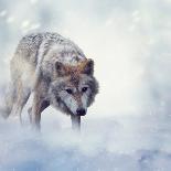 Gray Wolf Walking on the Snow-Svetlana Foote-Framed Photographic Print