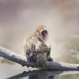 Japanese Macaque on a Log-Svetlana Foote-Photographic Print
