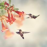 Ruby Throated Hummingbirds Hover over Trumpet Vine-Svetlana Foote-Photographic Print