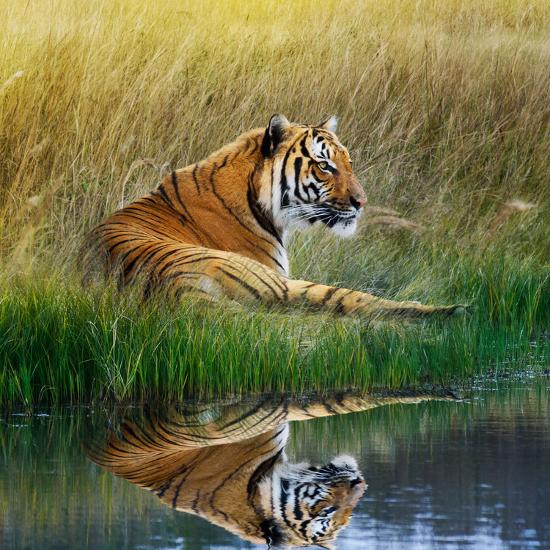 Photographic Print, , large