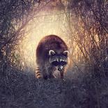 Wild Raccoon in Florida Wetlands at Sunset-Svetlana Foote-Framed Photographic Print