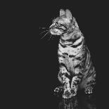 Beautiful Bengal Cat-Svetlana Mandrikova-Framed Photographic Print