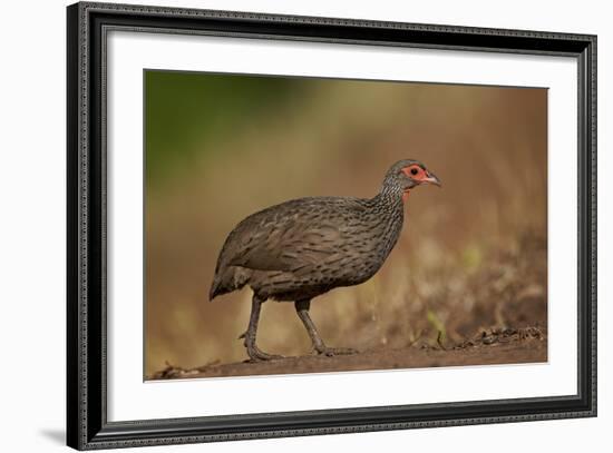 Swainson's Francolin (Swainson's Spurfowl) (Pternistes Swainsonii), Kruger National Park, Africa-James Hager-Framed Photographic Print