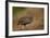 Swainson's Francolin (Swainson's Spurfowl) (Pternistes Swainsonii), Kruger National Park, Africa-James Hager-Framed Photographic Print