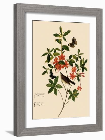 Swainson's Warbler-John James Audubon-Framed Giclee Print