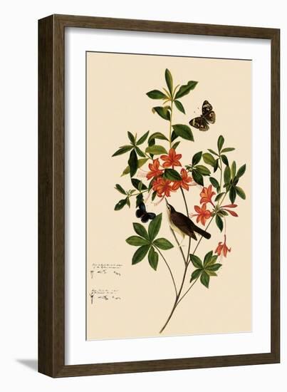 Swainson's Warbler-John James Audubon-Framed Giclee Print