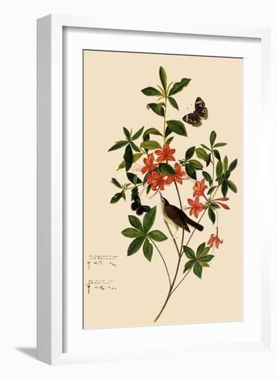 Swainson's Warbler-John James Audubon-Framed Giclee Print