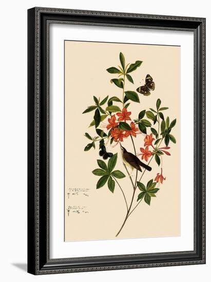 Swainson's Warbler-John James Audubon-Framed Giclee Print