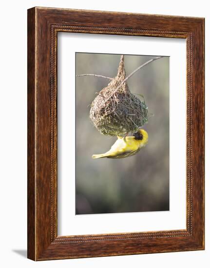 Swakopmund, Namibia. African-Masked Weaver Building a Nest-Janet Muir-Framed Photographic Print