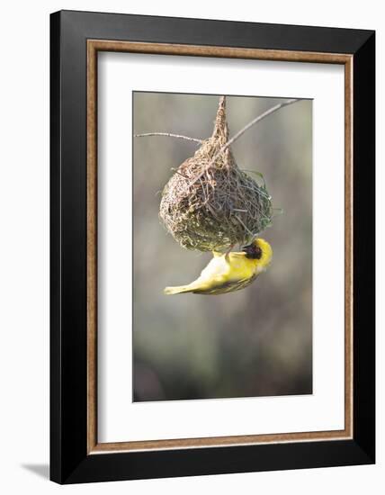 Swakopmund, Namibia. African-Masked Weaver Building a Nest-Janet Muir-Framed Photographic Print