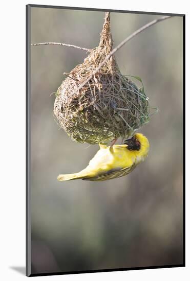 Swakopmund, Namibia. African-Masked Weaver Building a Nest-Janet Muir-Mounted Photographic Print