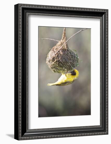 Swakopmund, Namibia. African-Masked Weaver Building a Nest-Janet Muir-Framed Photographic Print