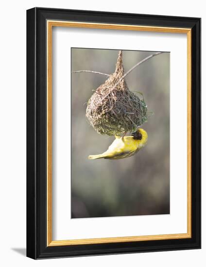 Swakopmund, Namibia. African-Masked Weaver Building a Nest-Janet Muir-Framed Photographic Print