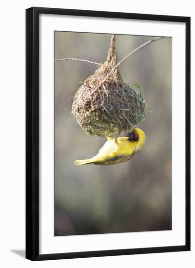 Swakopmund, Namibia. African-Masked Weaver Building a Nest-Janet Muir-Framed Photographic Print