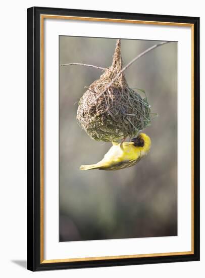 Swakopmund, Namibia. African-Masked Weaver Building a Nest-Janet Muir-Framed Photographic Print