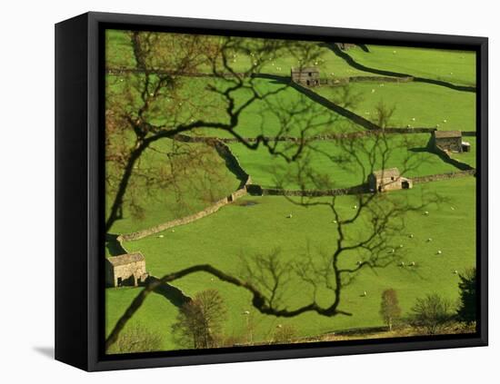 Swaledale, Drystone Walls and Field Barns in Valley Floor of Gunnerside in Yorkshire Dales, England-Paul Harris-Framed Premier Image Canvas