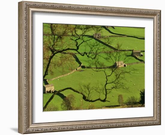 Swaledale, Drystone Walls and Field Barns in Valley Floor of Gunnerside in Yorkshire Dales, England-Paul Harris-Framed Photographic Print