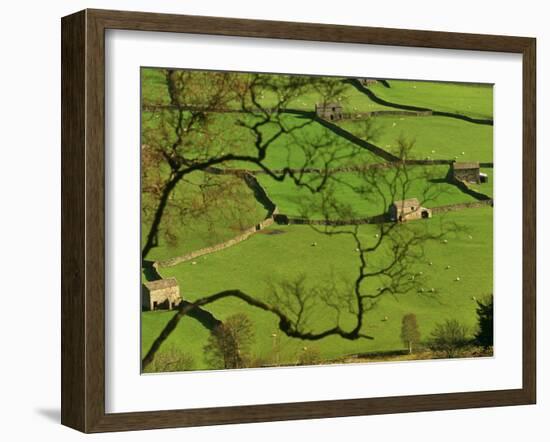 Swaledale, Drystone Walls and Field Barns in Valley Floor of Gunnerside in Yorkshire Dales, England-Paul Harris-Framed Photographic Print