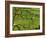 Swaledale, Drystone Walls and Field Barns in Valley Floor of Gunnerside in Yorkshire Dales, England-Paul Harris-Framed Photographic Print