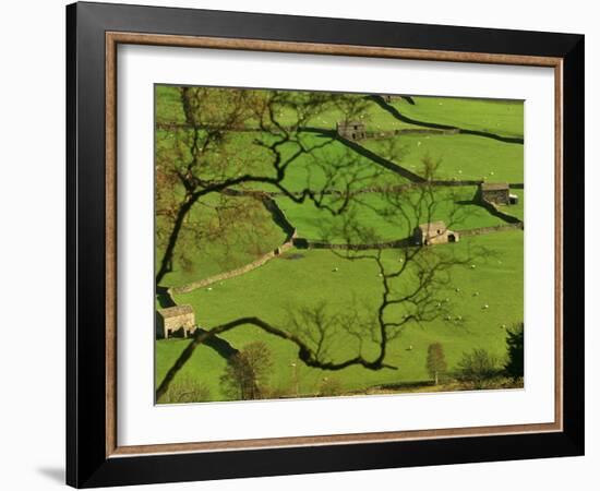 Swaledale, Drystone Walls and Field Barns in Valley Floor of Gunnerside in Yorkshire Dales, England-Paul Harris-Framed Photographic Print