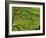 Swaledale, Drystone Walls and Field Barns in Valley Floor of Gunnerside in Yorkshire Dales, England-Paul Harris-Framed Photographic Print