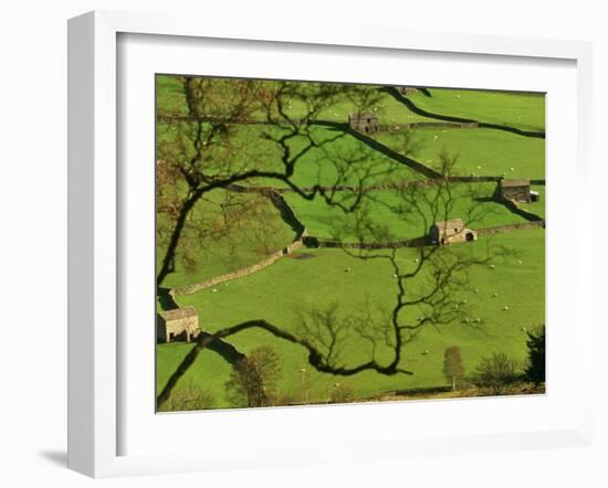 Swaledale, Drystone Walls and Field Barns in Valley Floor of Gunnerside in Yorkshire Dales, England-Paul Harris-Framed Photographic Print