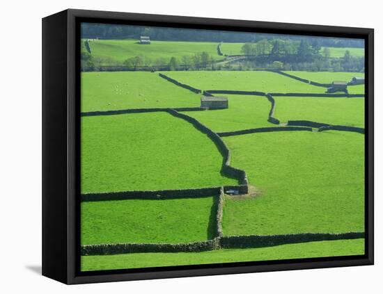 Swaledale, Yorkshire Dales, Yorkshire, England-Steve Vidler-Framed Premier Image Canvas