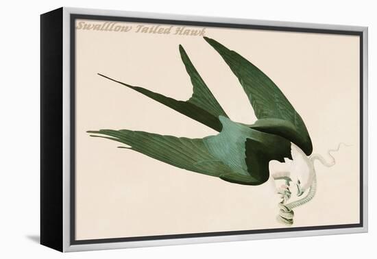 Swalllow Tailed Hawk-John James Audubon-Framed Stretched Canvas