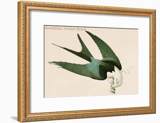 Swalllow Tailed Hawk-John James Audubon-Framed Art Print