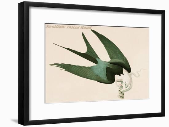 Swalllow Tailed Hawk-John James Audubon-Framed Art Print