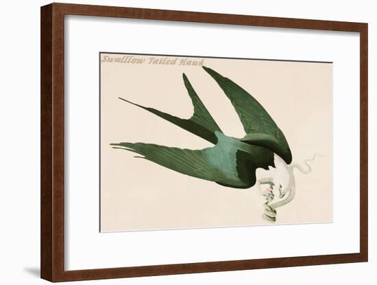 Swalllow Tailed Hawk-John James Audubon-Framed Art Print