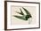 Swalllow Tailed Hawk-John James Audubon-Framed Art Print