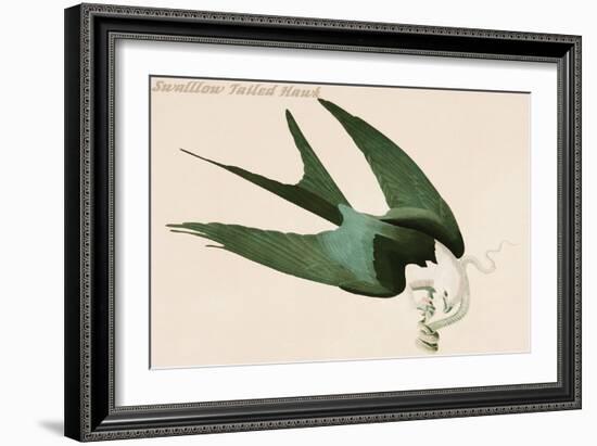 Swalllow Tailed Hawk-John James Audubon-Framed Art Print