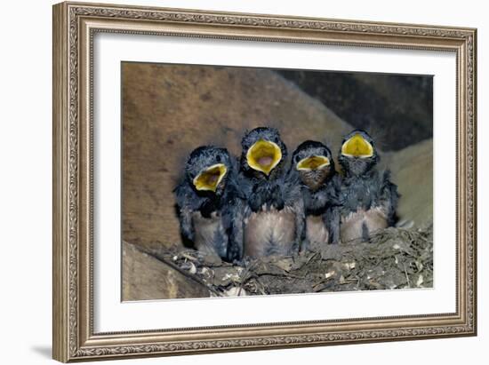 Swallow Chicks-Georgette Douwma-Framed Photographic Print