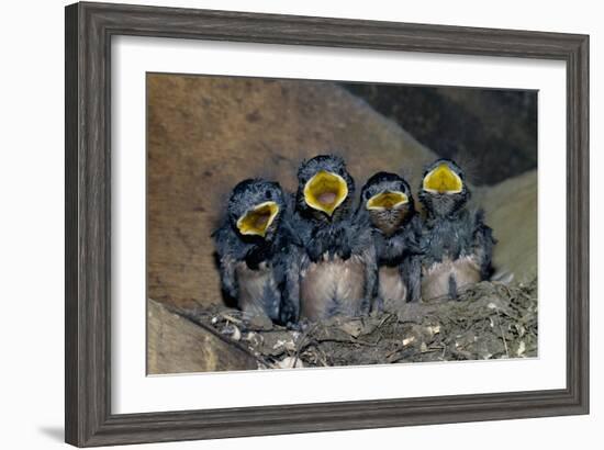 Swallow Chicks-Georgette Douwma-Framed Photographic Print