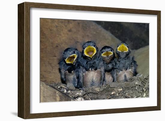 Swallow Chicks-Georgette Douwma-Framed Photographic Print