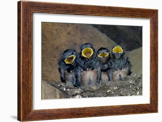 Swallow Chicks-Georgette Douwma-Framed Photographic Print