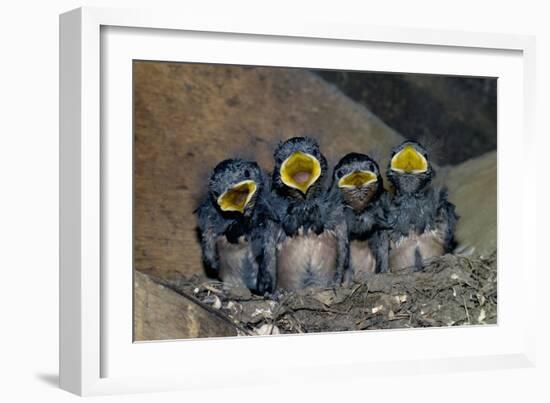 Swallow Chicks-Georgette Douwma-Framed Photographic Print