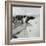 Swallow in Flight at the Nest-CM Dixon-Framed Photographic Print