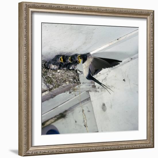 Swallow in Flight at the Nest-CM Dixon-Framed Photographic Print