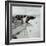 Swallow in Flight at the Nest-CM Dixon-Framed Photographic Print