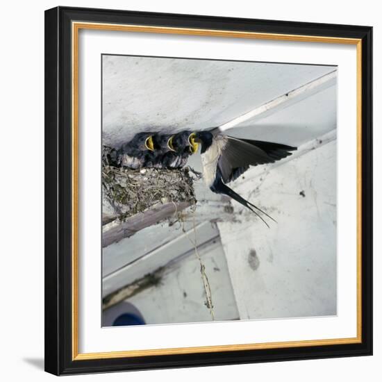 Swallow in Flight at the Nest-CM Dixon-Framed Photographic Print