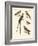 Swallow-Like Birds-null-Framed Giclee Print