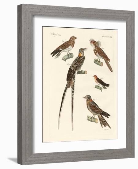 Swallow-Like Birds-null-Framed Giclee Print