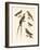 Swallow-Like Birds-null-Framed Giclee Print
