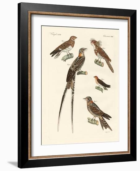 Swallow-Like Birds-null-Framed Giclee Print