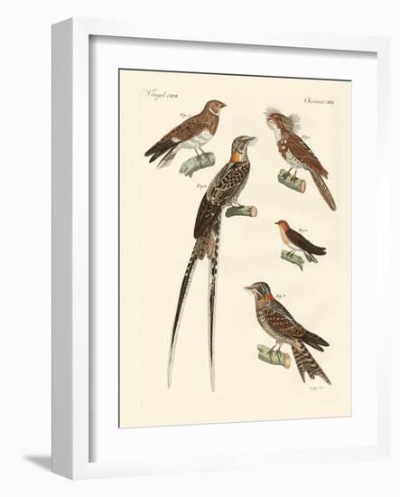 Swallow-Like Birds-null-Framed Giclee Print